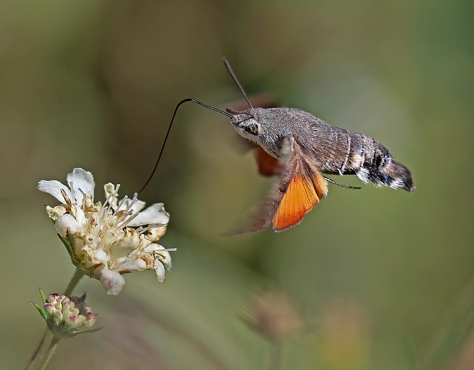 Humming-bird Hawk-moth