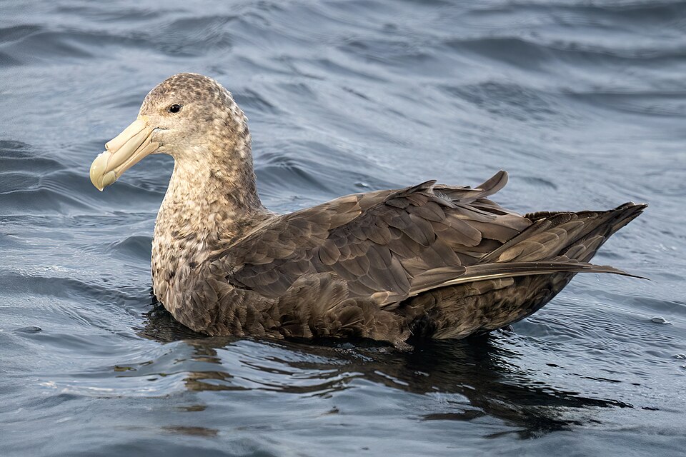 Southern Giant-Petrel
