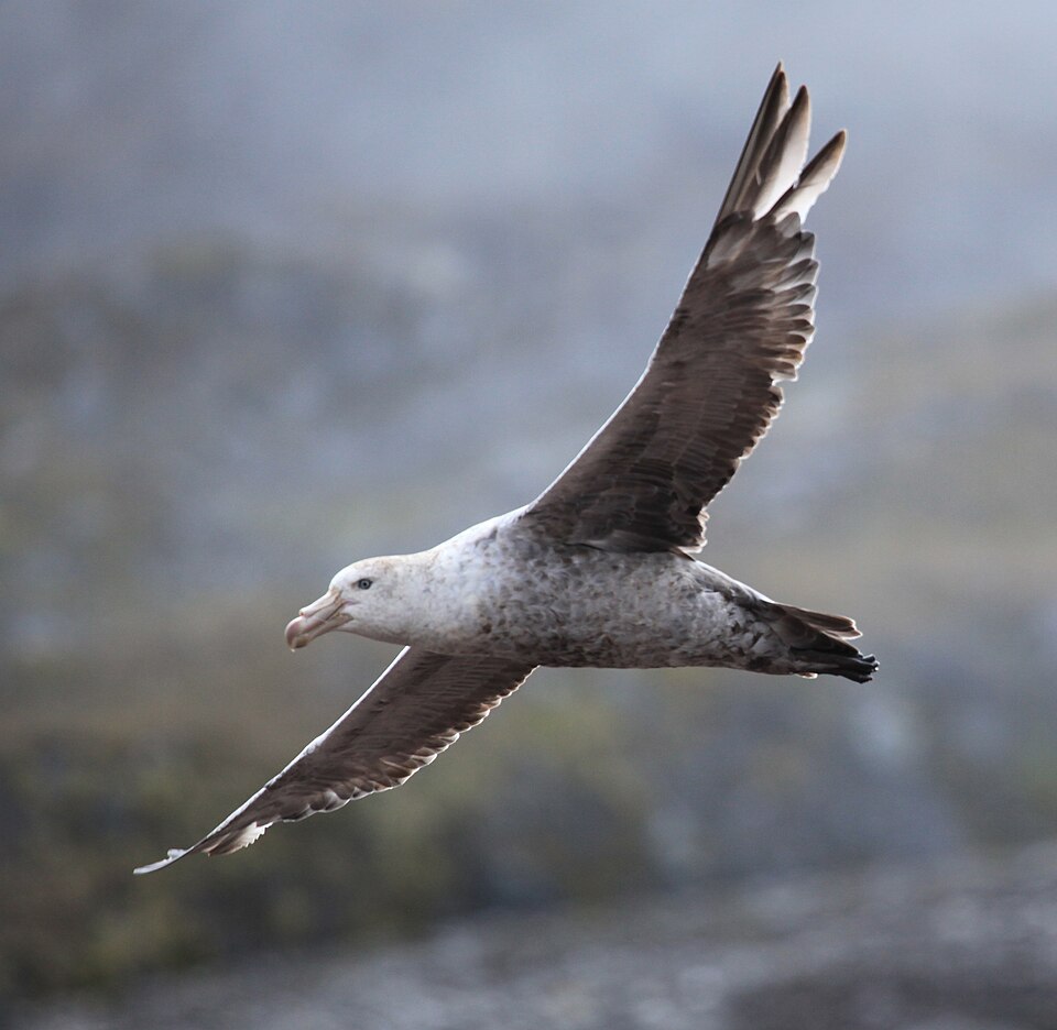 Northern Giant-Petrel