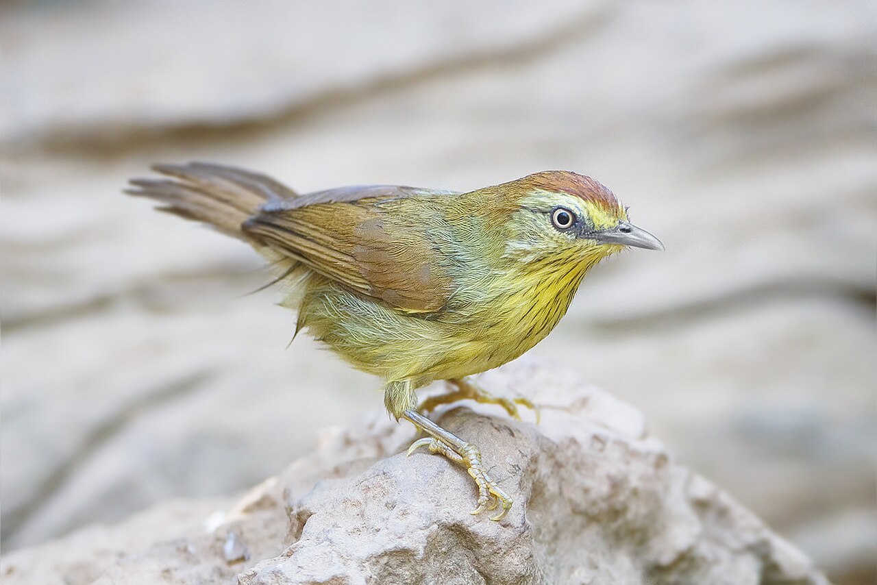 Striped Tit-Babbler