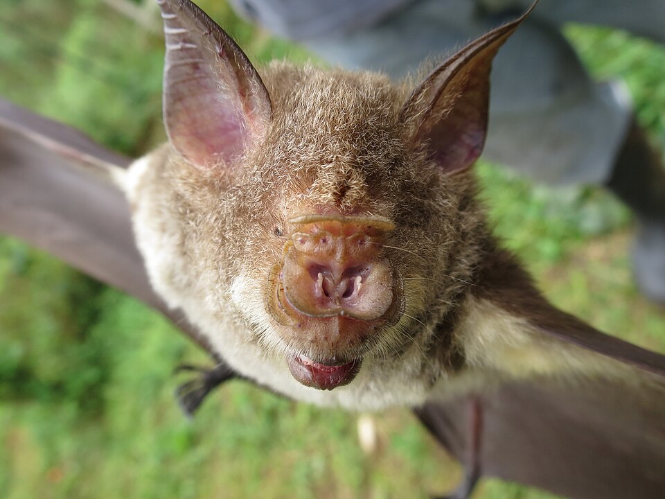 Saõ Tomé Leaf-nosed Bat