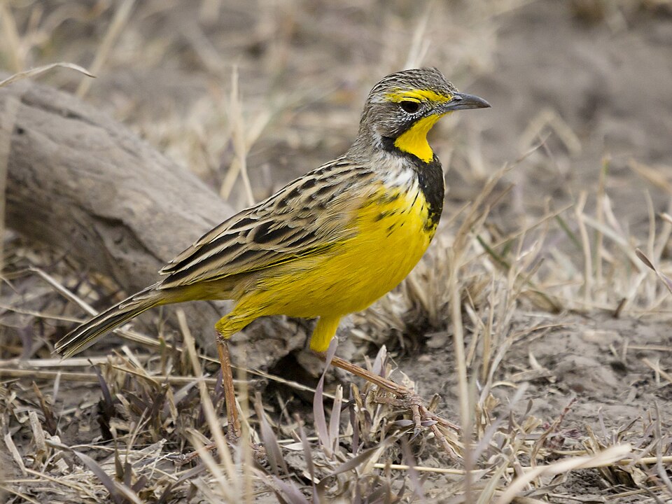 Yellow-throated Longclaw