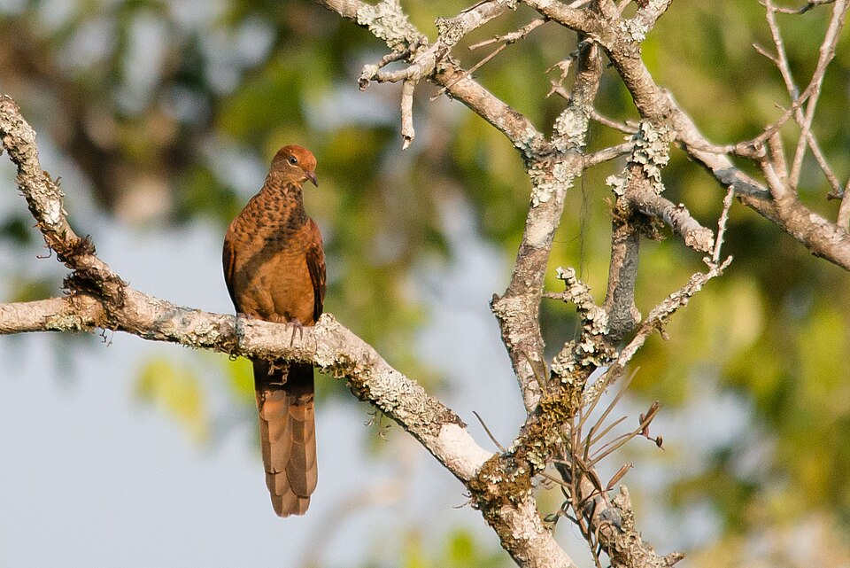 Little Cuckoo-Dove