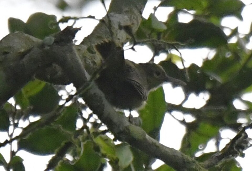 Gray Longbill