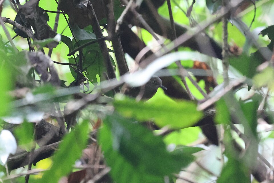 Yellow Longbill