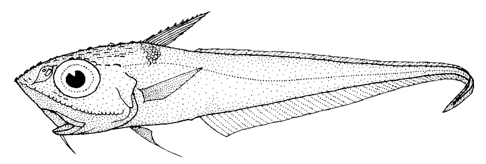 Bigeye grenadier