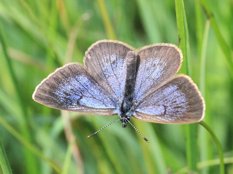 Dusky Large Blue