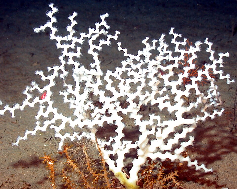 ocular coral