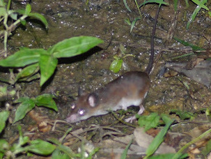 Common Malacomys