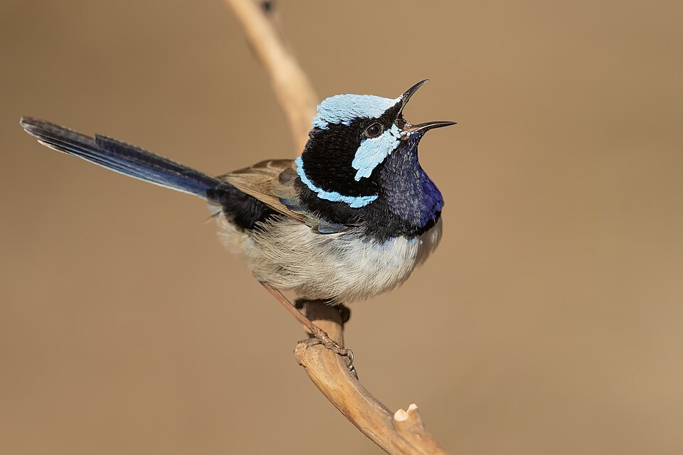 Superb Fairywren