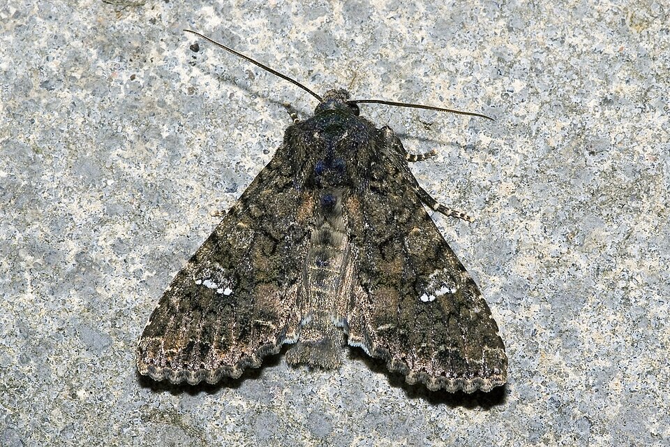 Cabbage Moth