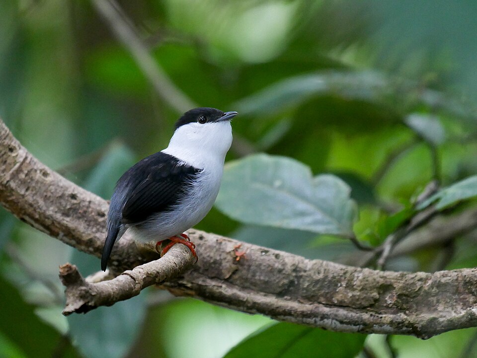 White-bearded Manakin