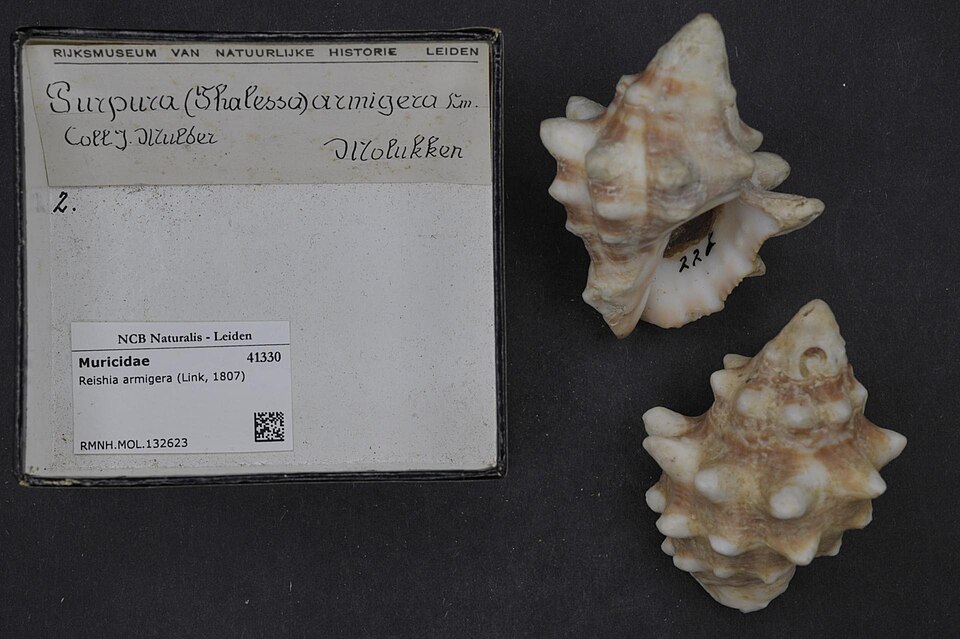 Mancinella armigera