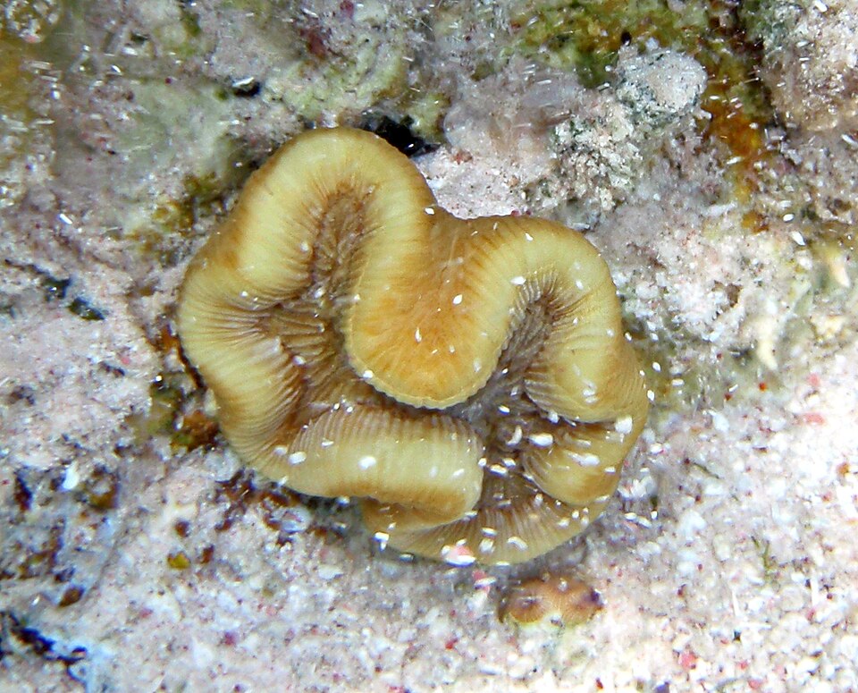 rose coral