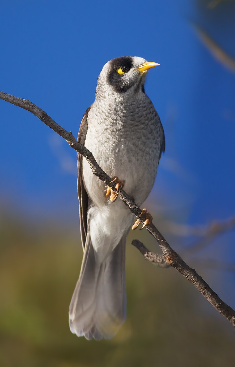 Noisy Miner