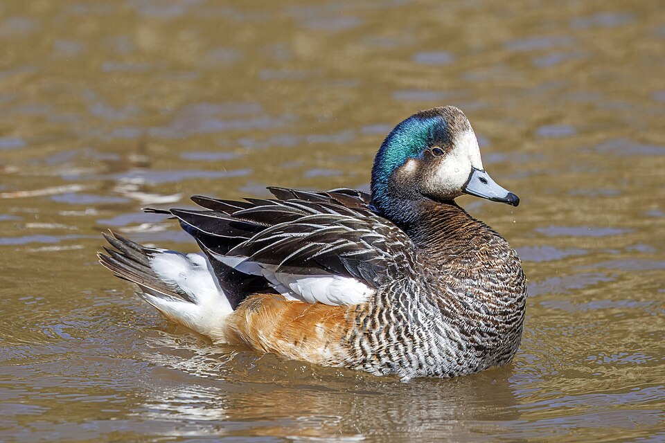 Chiloe Wigeon