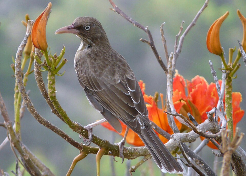 Pearly-eyed Thrasher