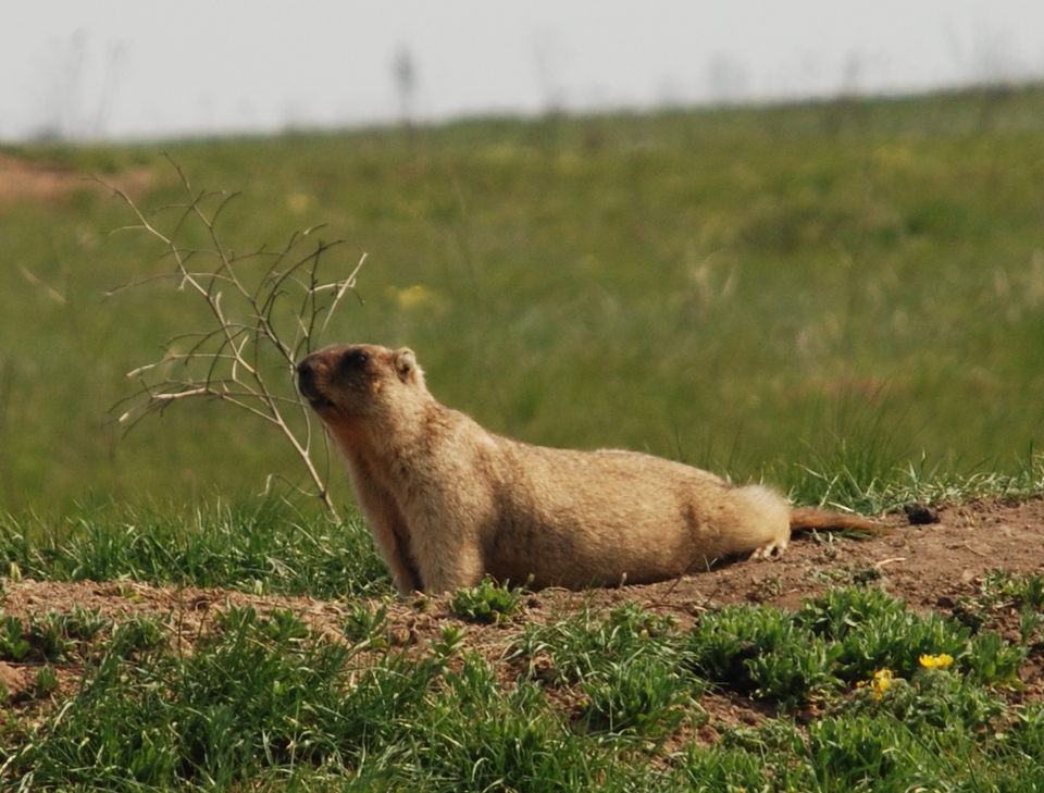 Bobak Marmot