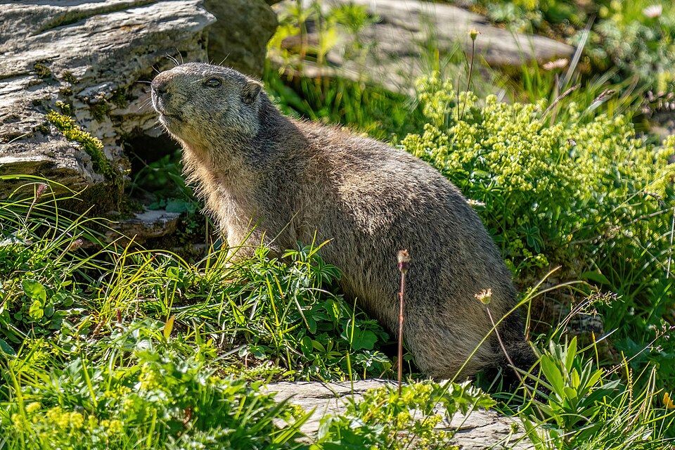 Alpine marmot