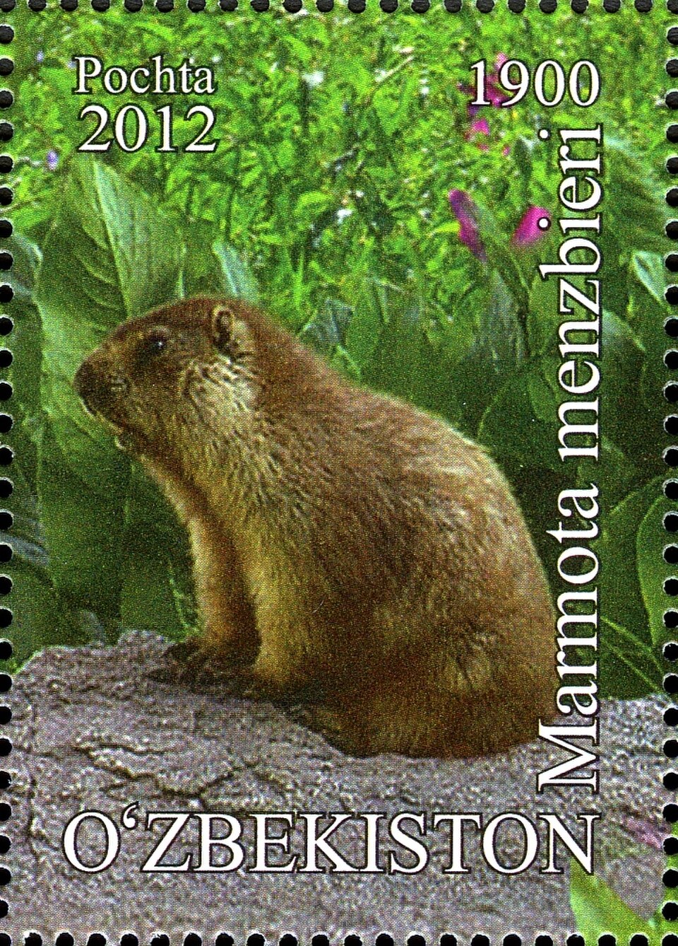 Menzbier's Marmot