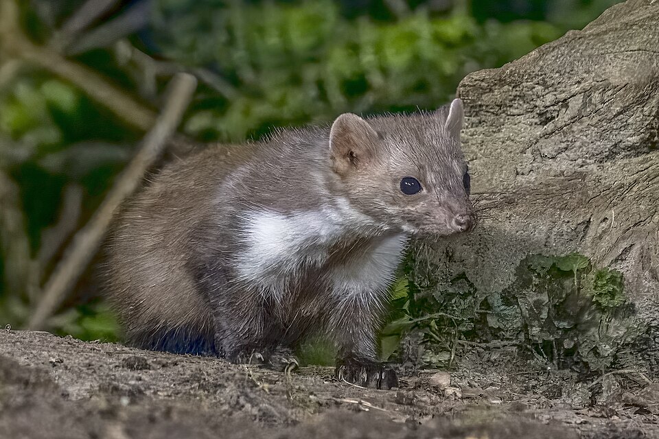 Beech Marten