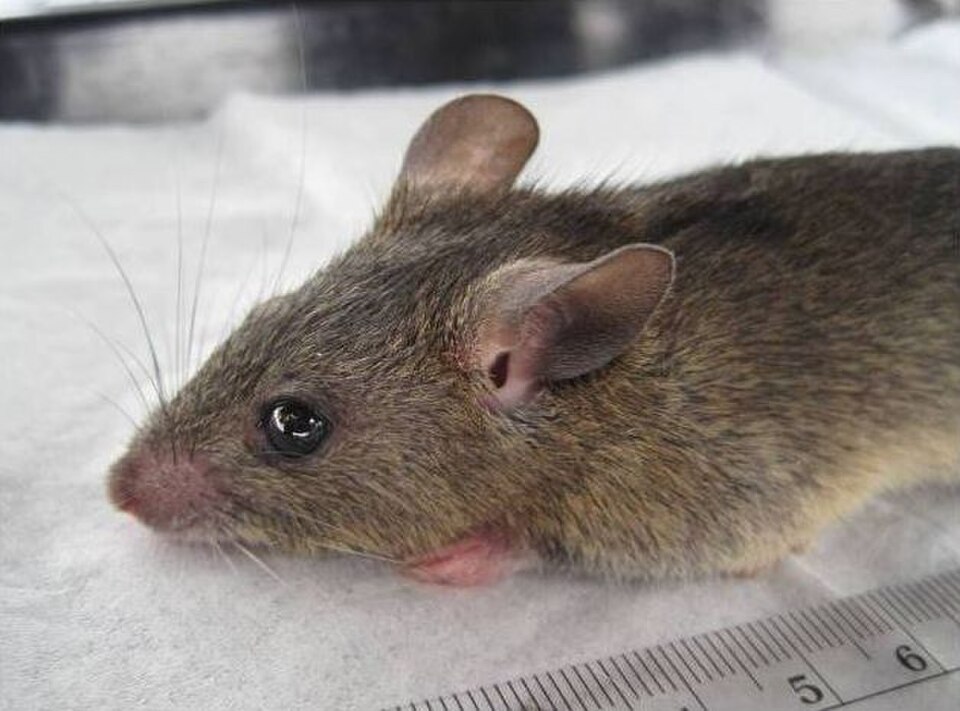 Coucha Rat