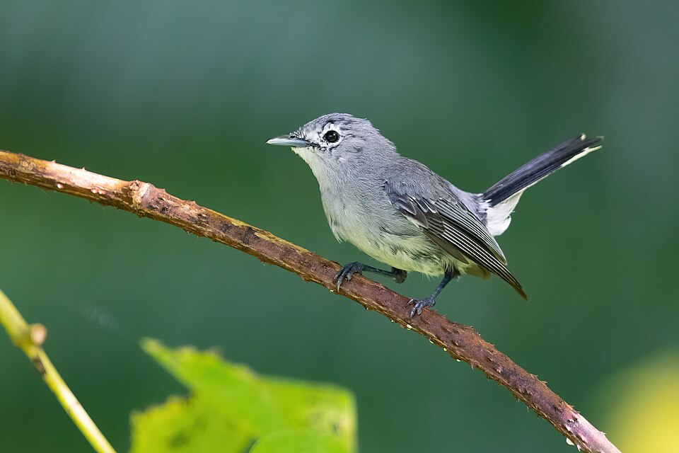 Slaty Monarch