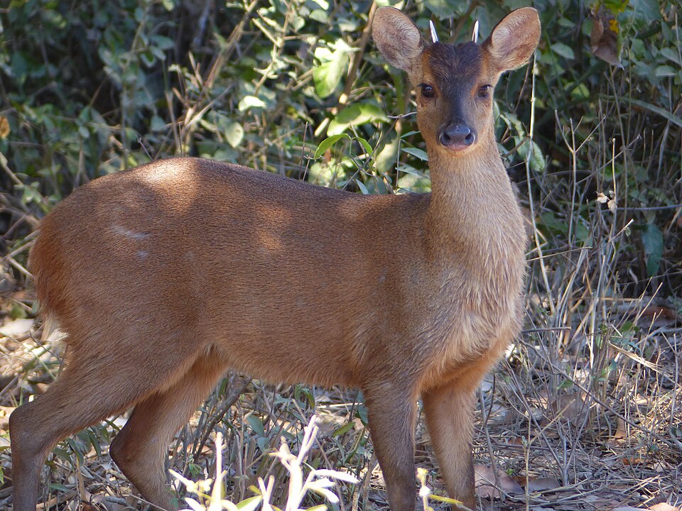 red brocket