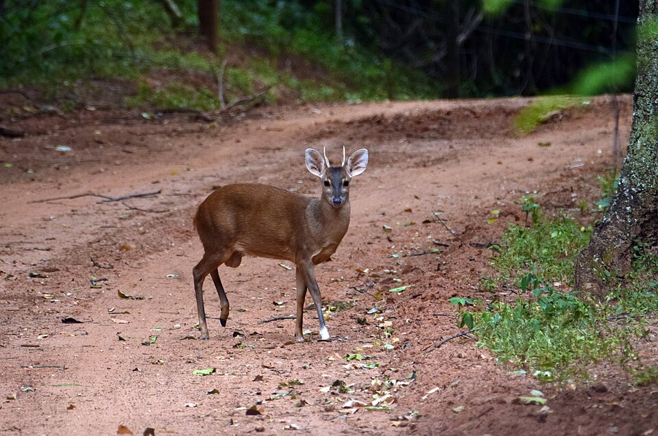 South American Brown Brocket