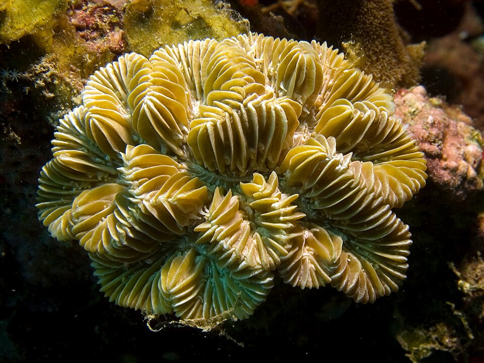 maze coral