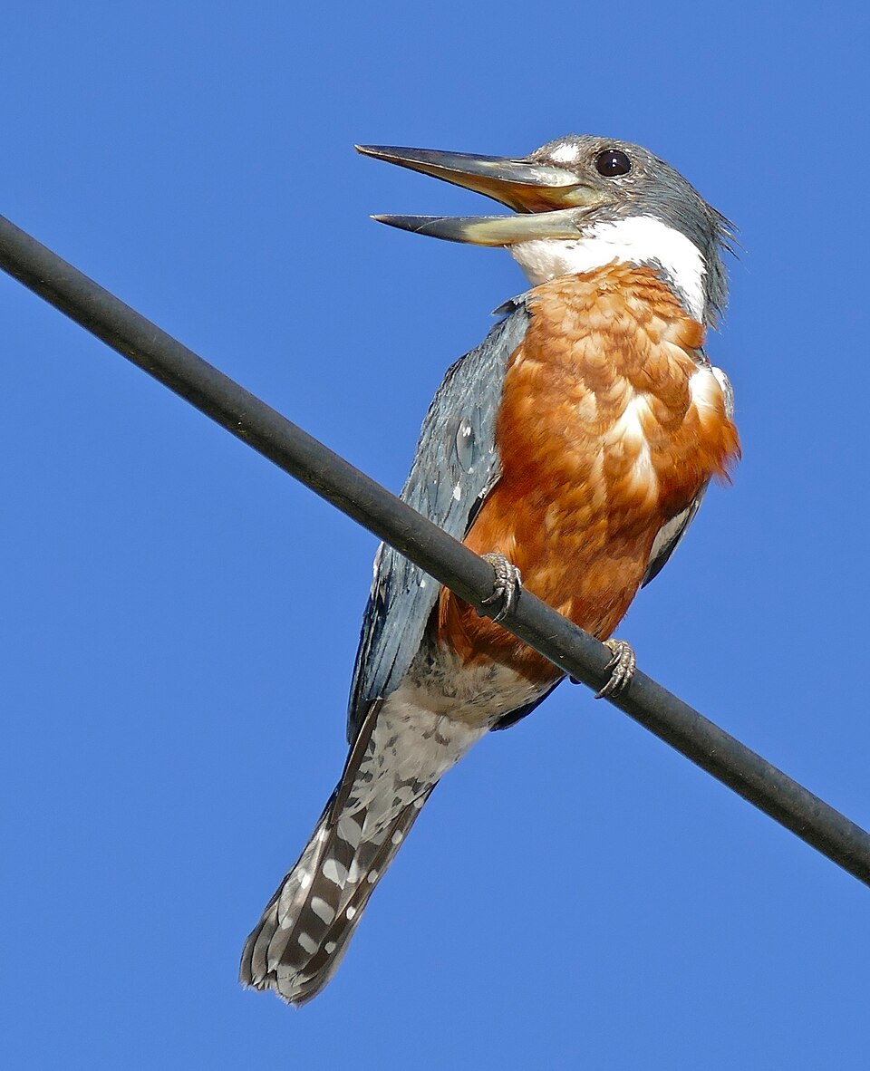 Ringed Kingfisher