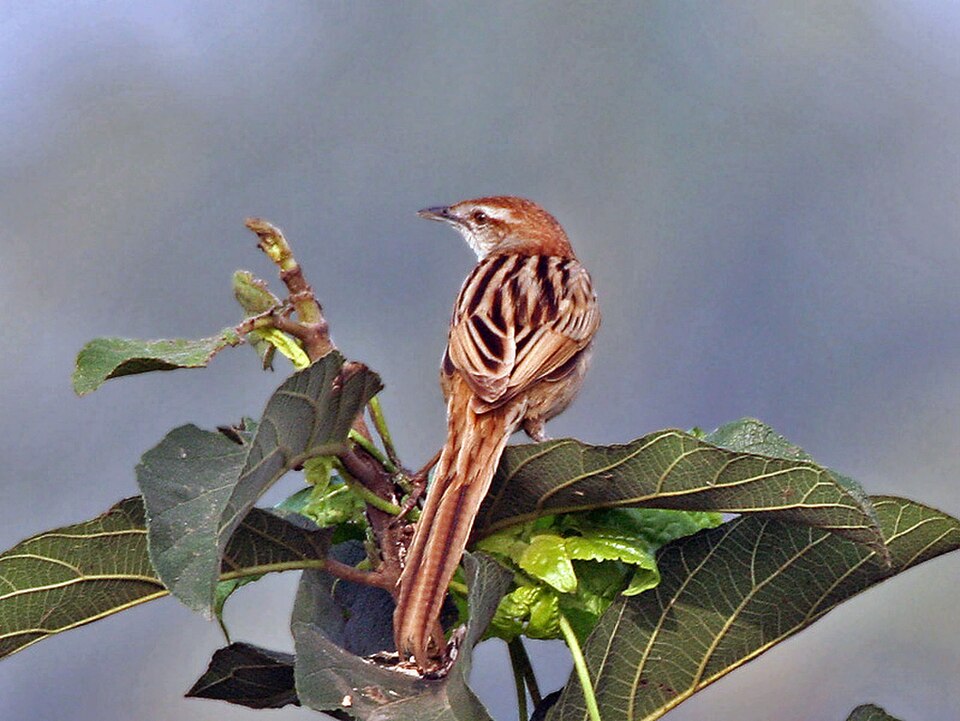 Striated Grassbird