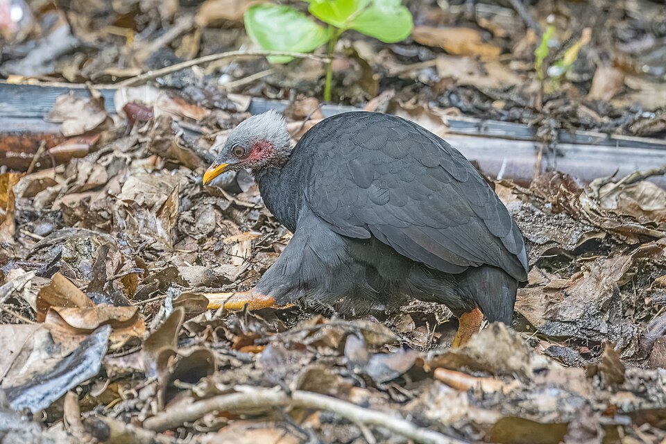 Micronesian Scrubfowl