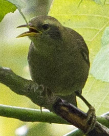 Giant White-eye