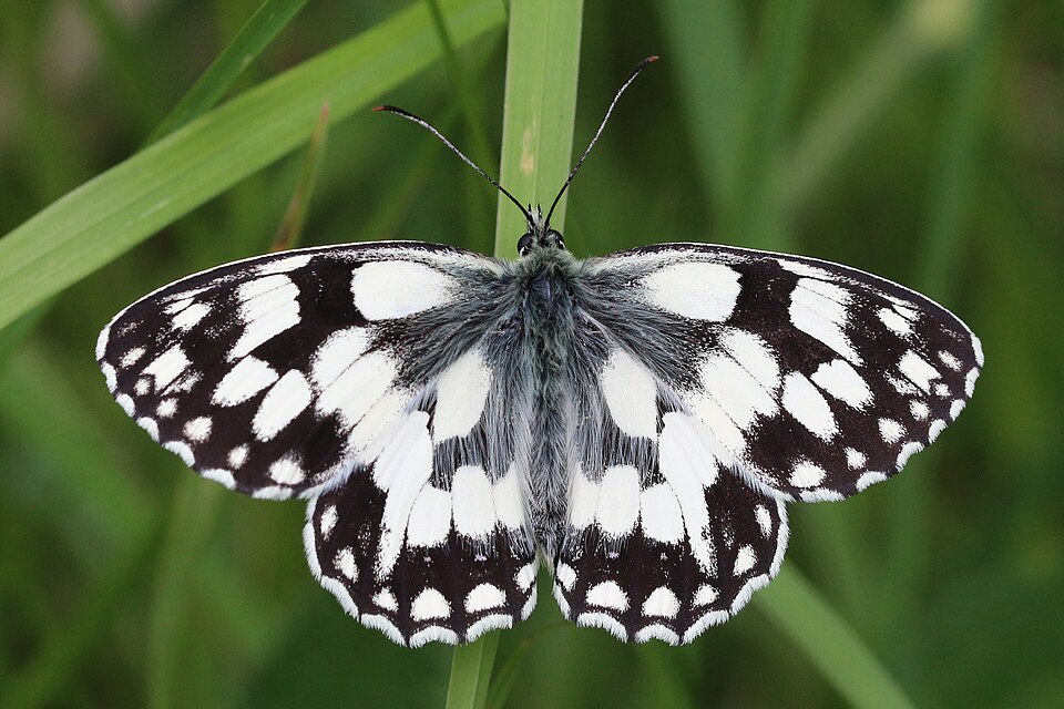 Marbled White