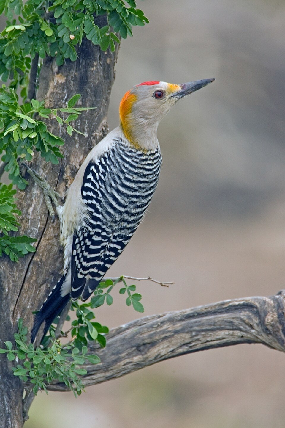 Golden-fronted Woodpecker