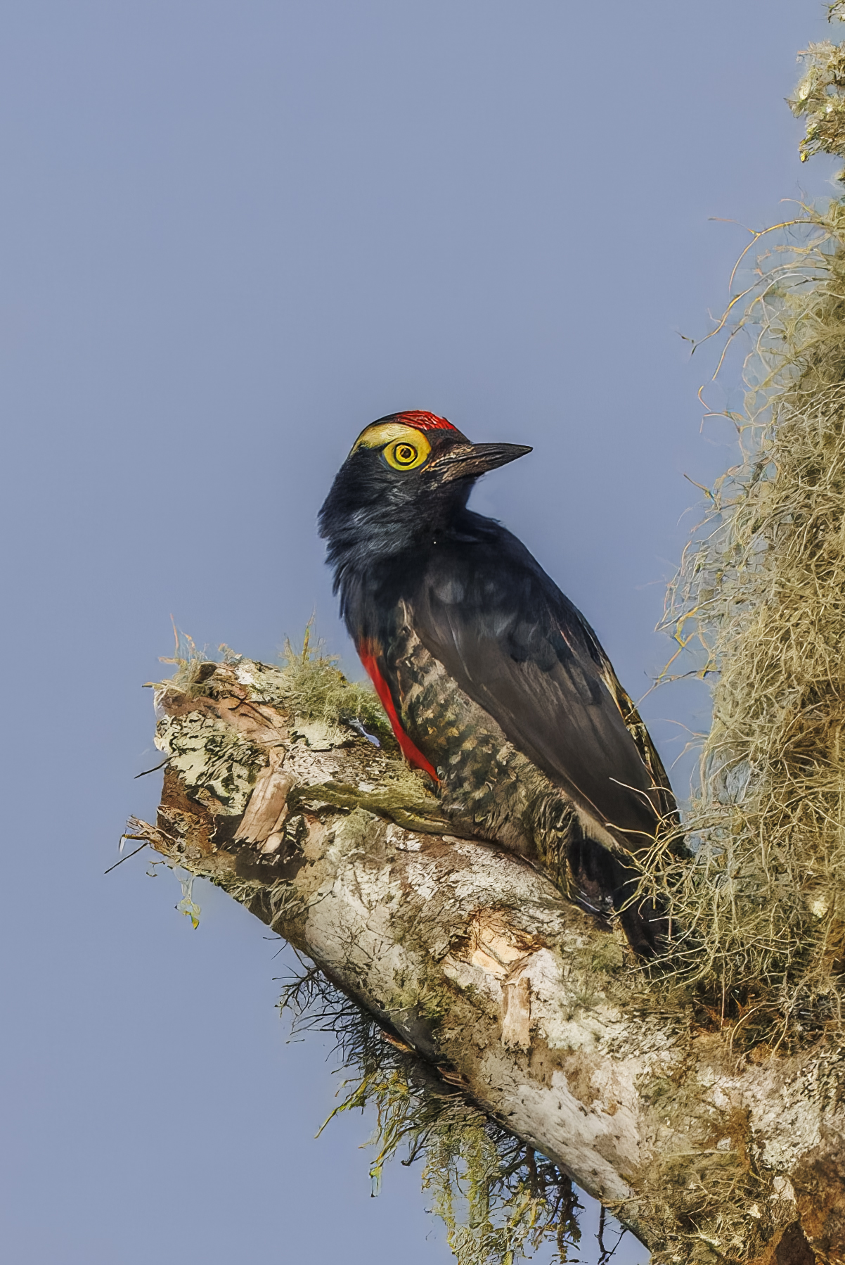 Yellow-tufted Woodpecker