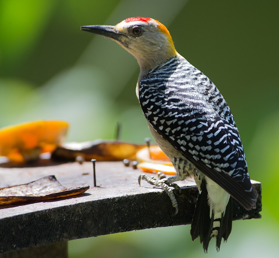 Hoffmann's Woodpecker