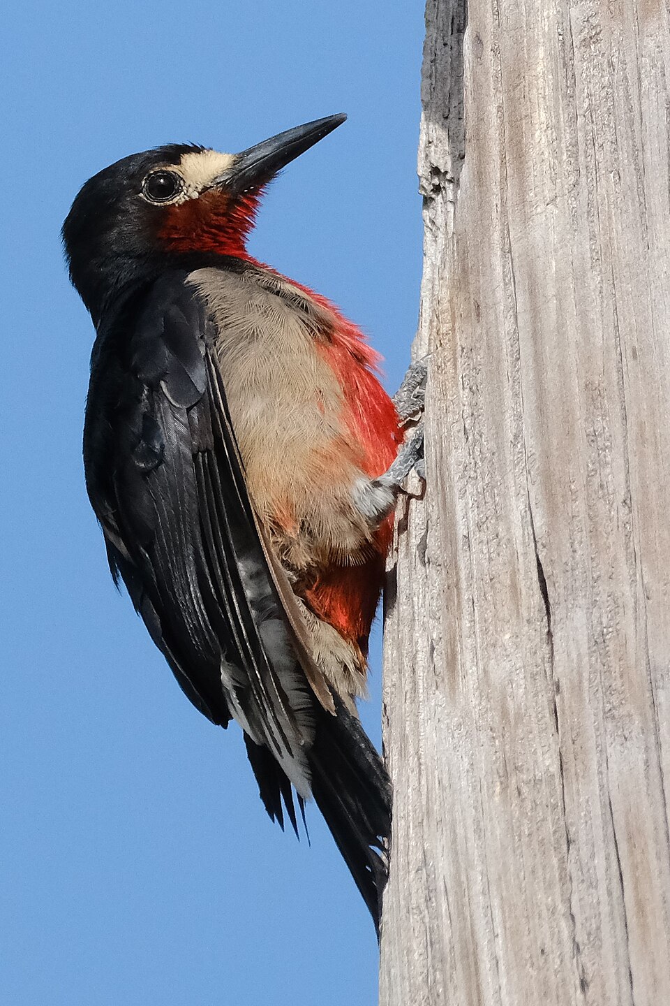 Puerto Rican Woodpecker