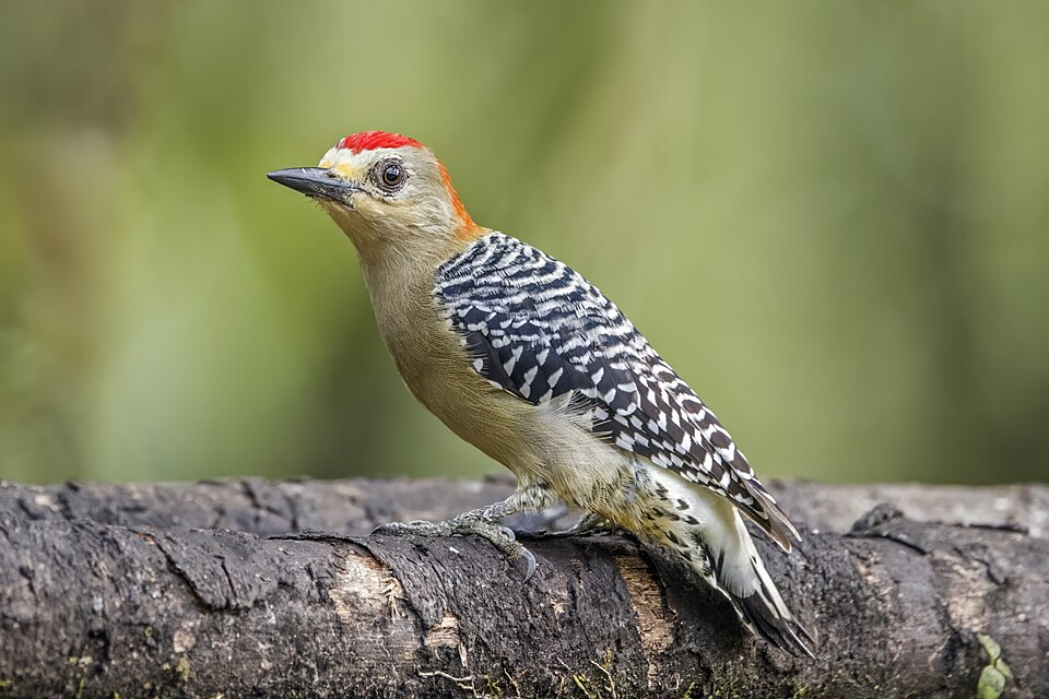 Red-crowned Woodpecker