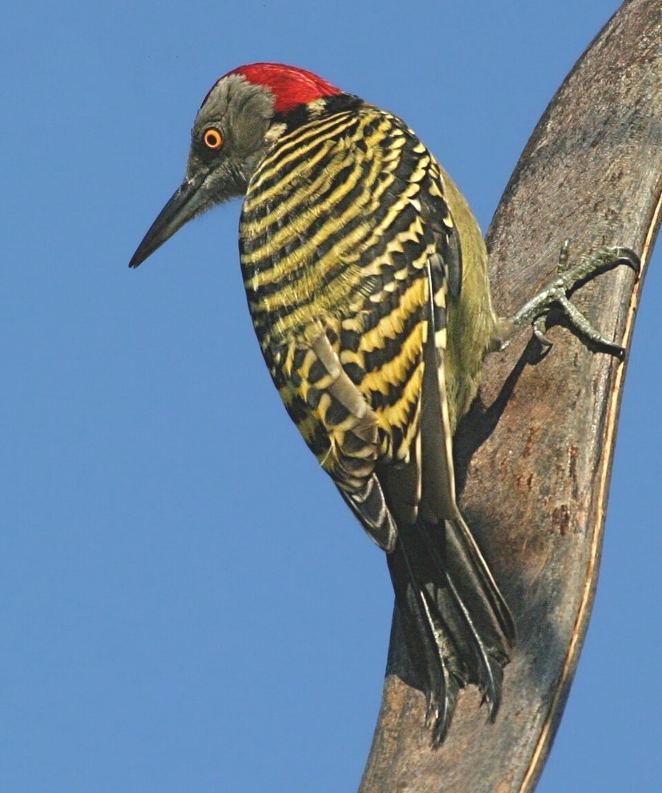 Hispaniolan Woodpecker