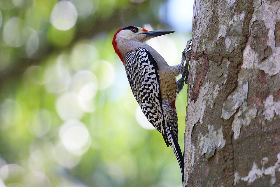 West Indian Woodpecker
