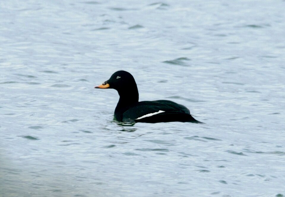 White-winged Scoter