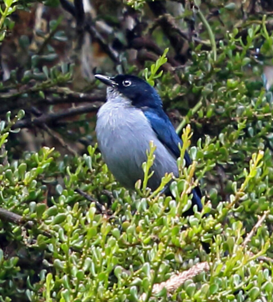 Fan-tailed Berrypecker
