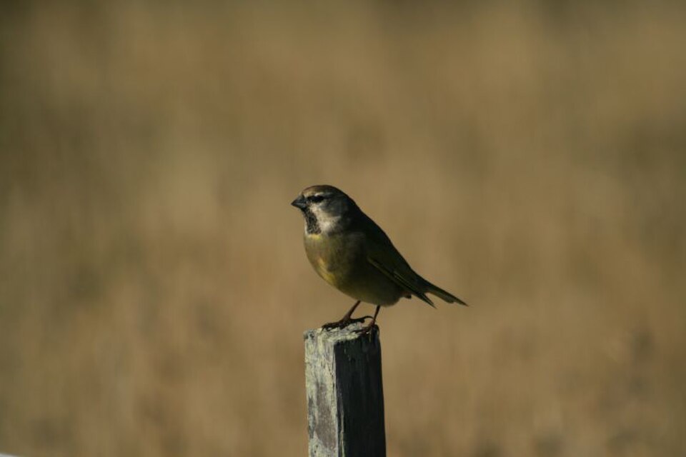 White-bridled Finch