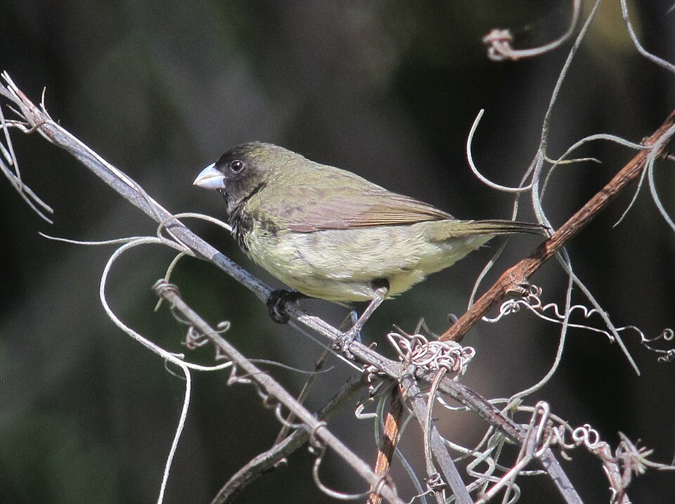 Black-faced Grassquit