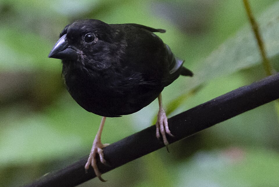 St. Lucia Black Finch