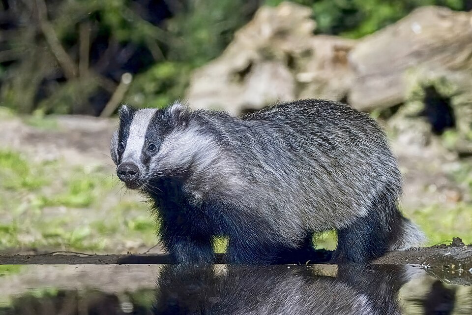 European badger