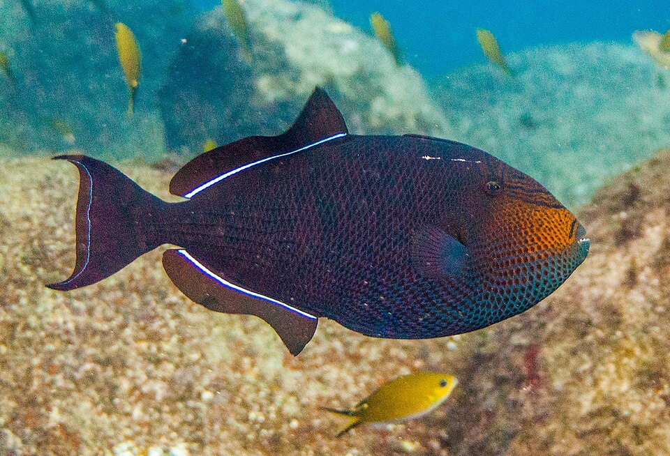 Black durgon triggerfish