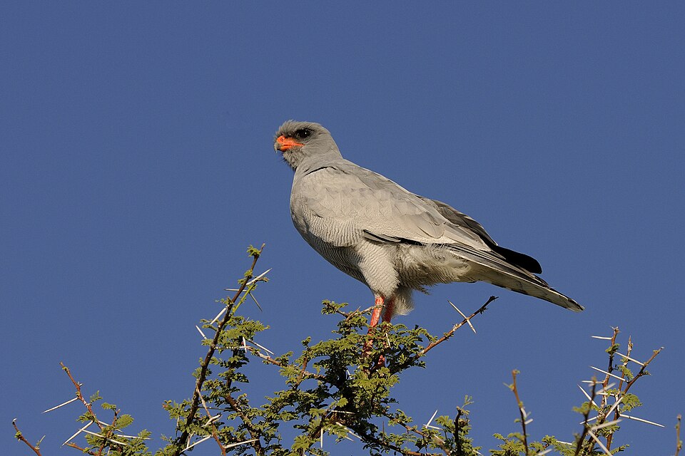 Pale Chanting-Goshawk